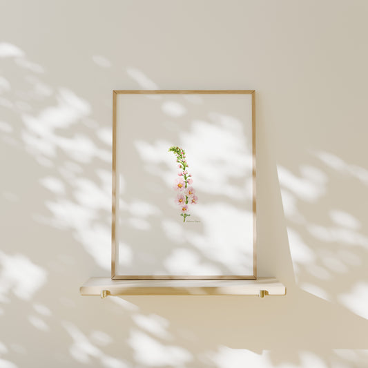 Ilustración verbasco rosa